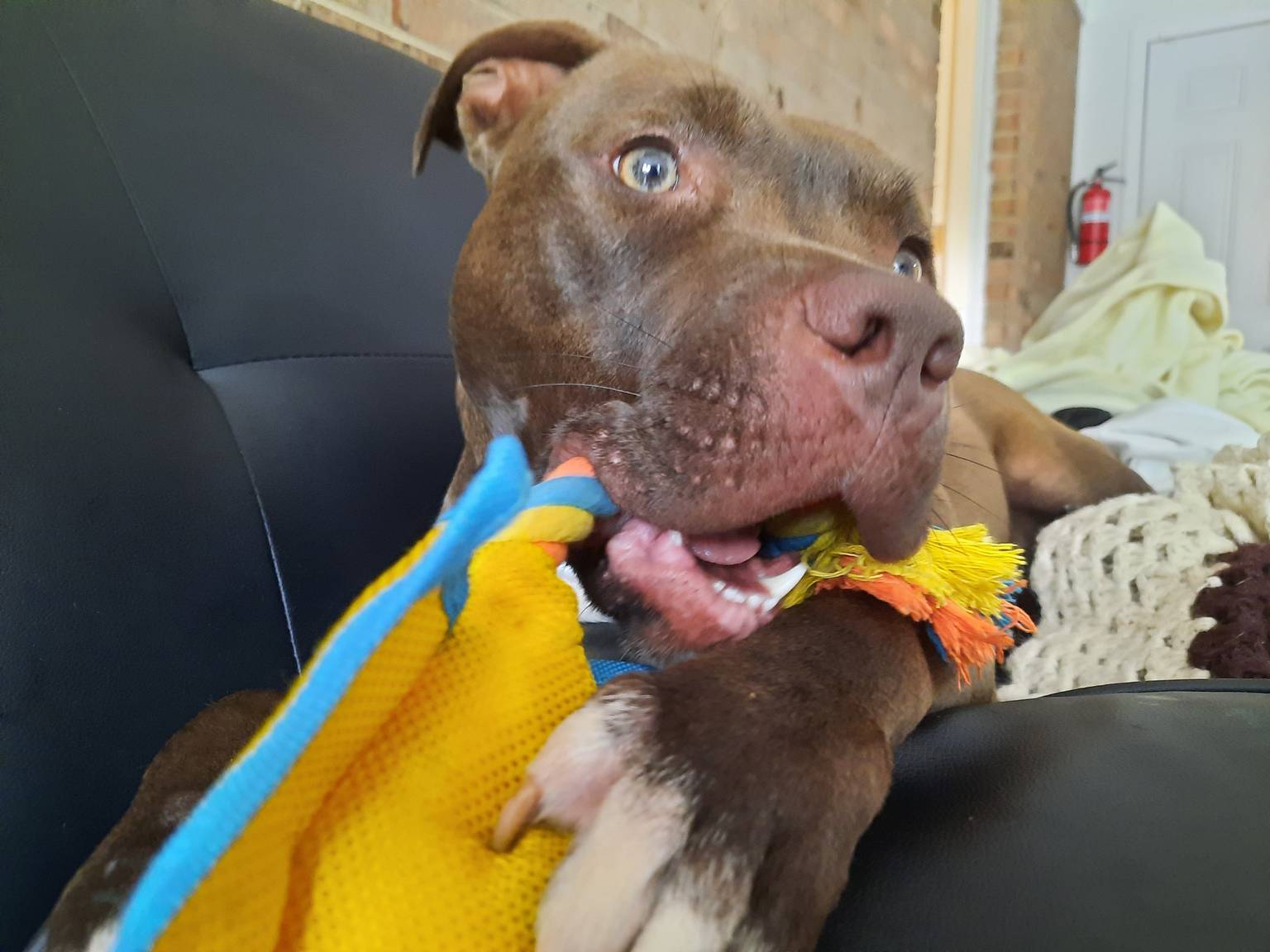 Dog enjoying playtime in yard